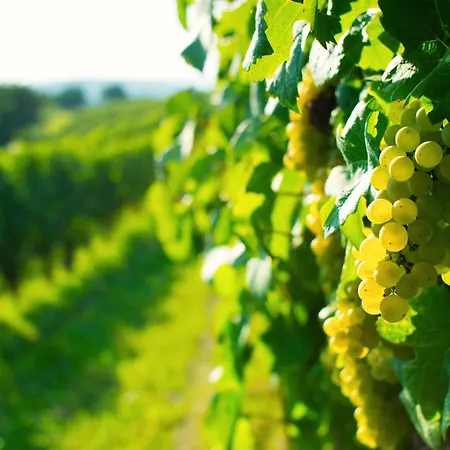 Appartamento Entspannen & Geniessen In Der Bluetenlese In